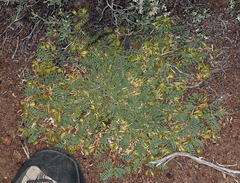 Astragalus iodanthus iodanthus