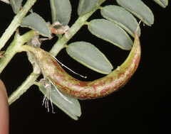 Astragalus iodanthus iodanthus