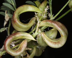 Astragalus iodanthus iodanthus