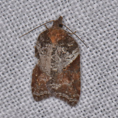 Acleris celiana