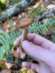 Armillaria nabsnona