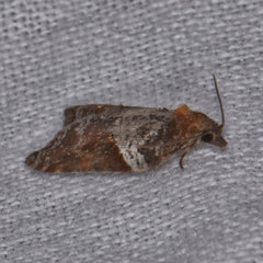 Acleris celiana