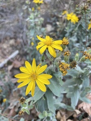 Heterotheca zionensis
