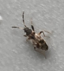 Scolopostethus thomsoni