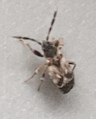 Scolopostethus thomsoni