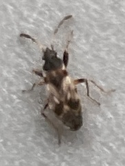 Scolopostethus thomsoni