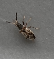 Scolopostethus thomsoni