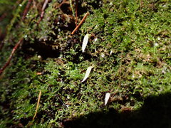 Mucronella pendula