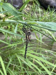 Notoaeschna sagittata