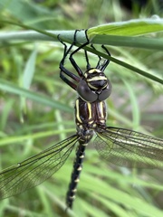 Notoaeschna sagittata