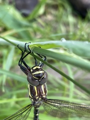 Notoaeschna sagittata