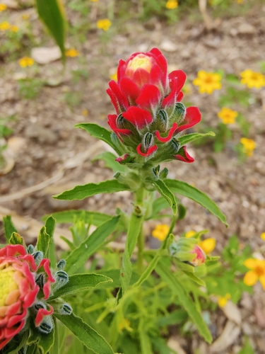 Castilleja arvensis