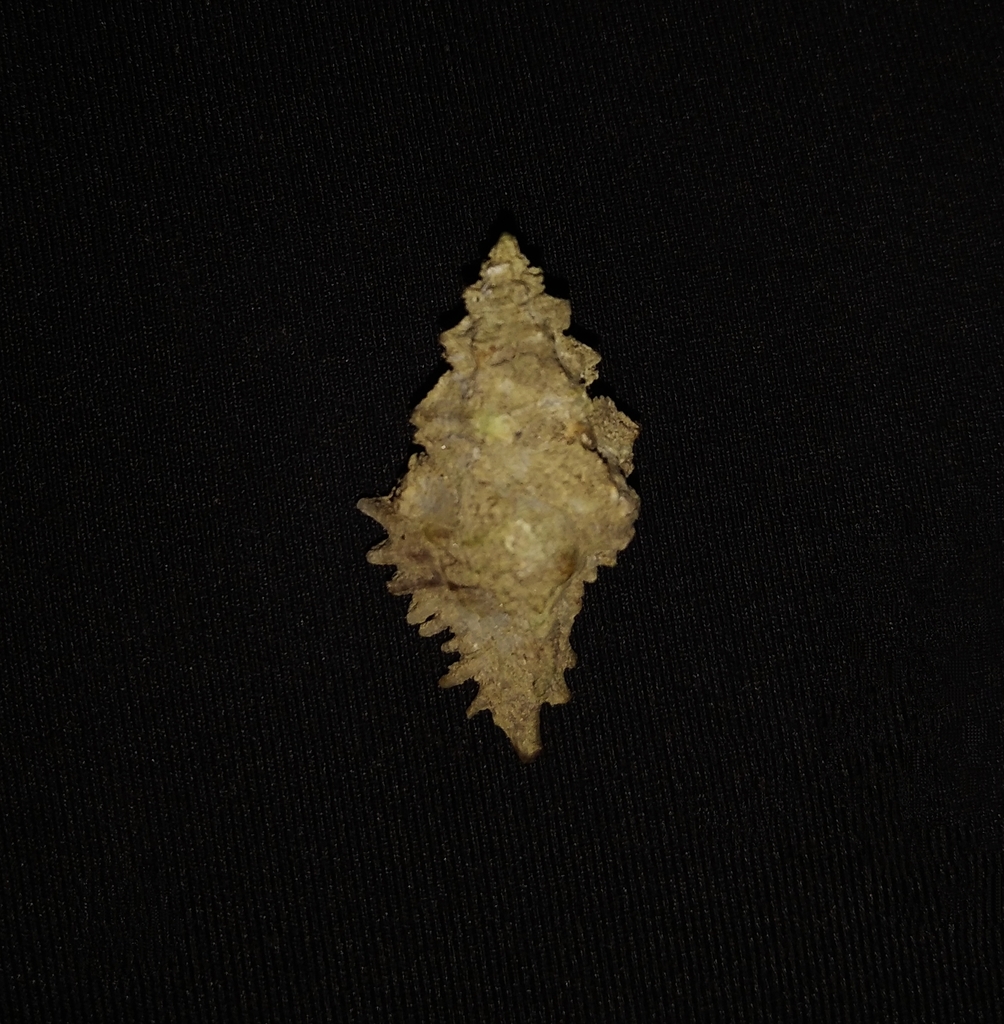 Murexsul armatus