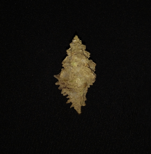 Murexsul armatus