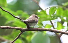 Muscicapa williamsoni