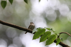 Muscicapa williamsoni