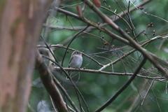 Muscicapa williamsoni