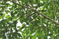 Dicaeum chrysorrheum