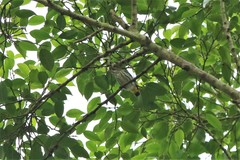 Dicaeum chrysorrheum