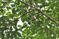 Dicaeum chrysorrheum