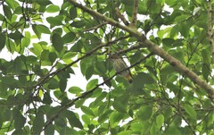 Dicaeum chrysorrheum