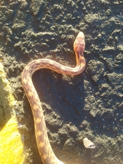 Pituophis vertebralis