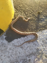 Pituophis vertebralis