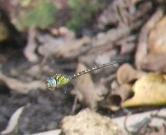 Triacanthagyna trifida
