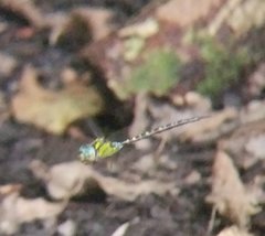 Triacanthagyna trifida