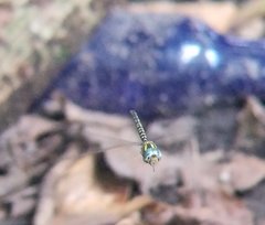 Triacanthagyna trifida