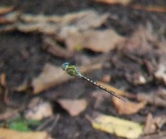 Triacanthagyna trifida