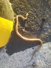 Pituophis vertebralis