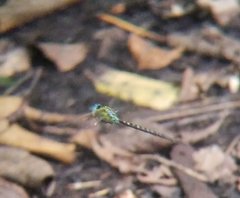 Triacanthagyna trifida