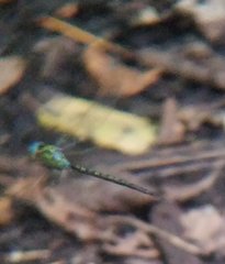 Triacanthagyna trifida