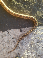 Pituophis vertebralis