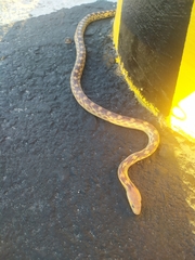 Pituophis vertebralis