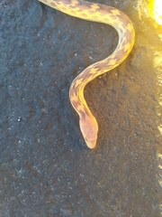 Pituophis vertebralis