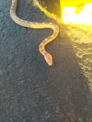 Pituophis vertebralis