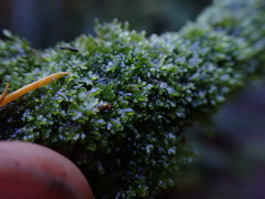 Riccardia chamedryfolia