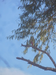 Haemorhous mexicanus