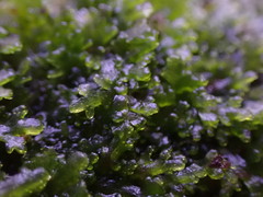 Riccardia chamedryfolia