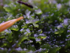 Riccardia chamedryfolia