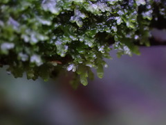 Riccardia chamedryfolia