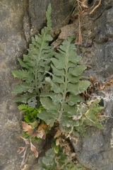 Asplenium appendiculatum maritimum
