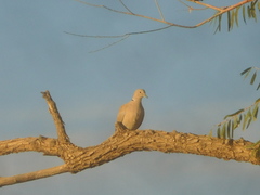 Streptopelia decaocto