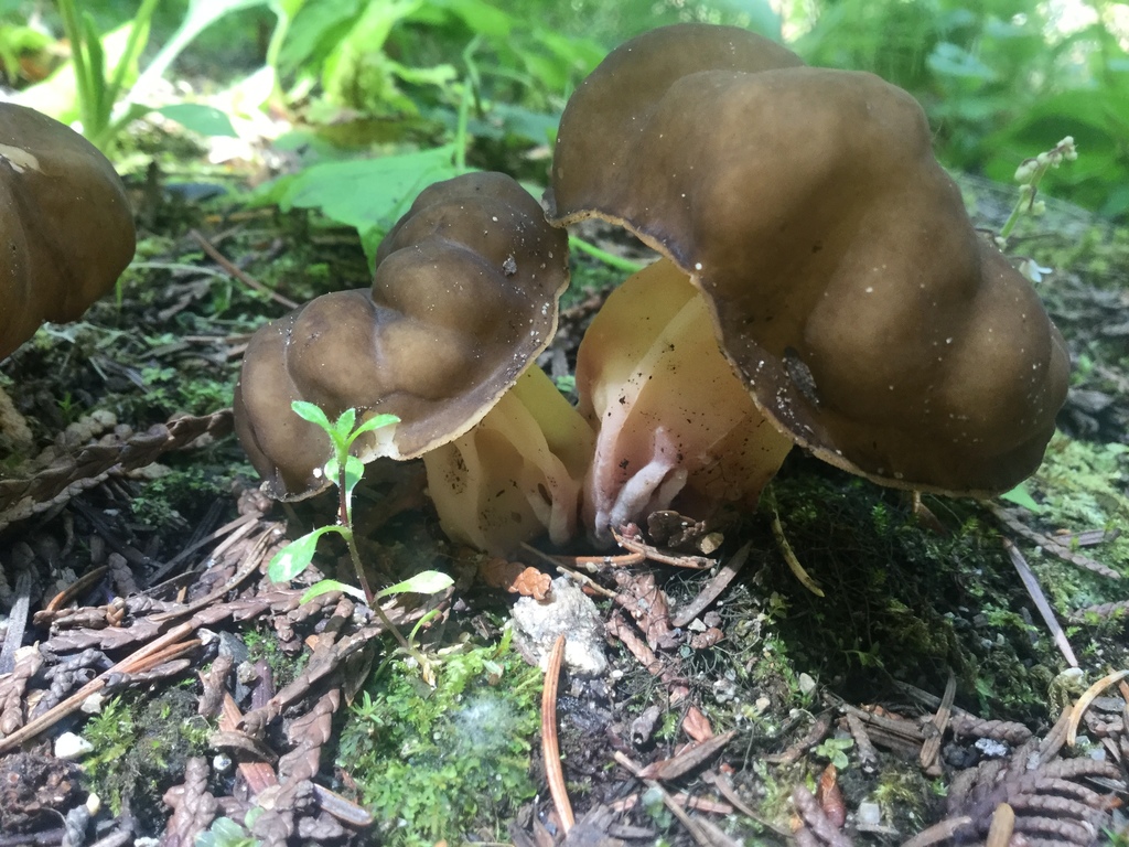 Gyromitra californica (Gyromitra (False Morel) species of the USA