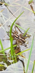 Artoriopsis expolita