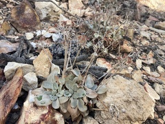 Eriogonum robustum