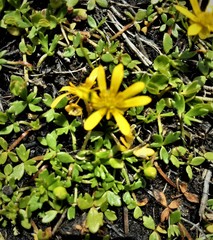 Ranunculus collinus