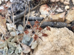 Eriogonum robustum